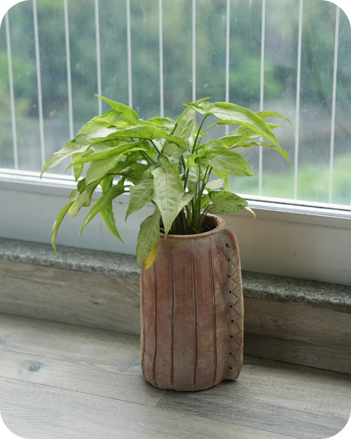 Eco Edge