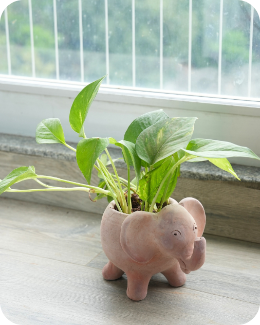 Gifting Desk Planters