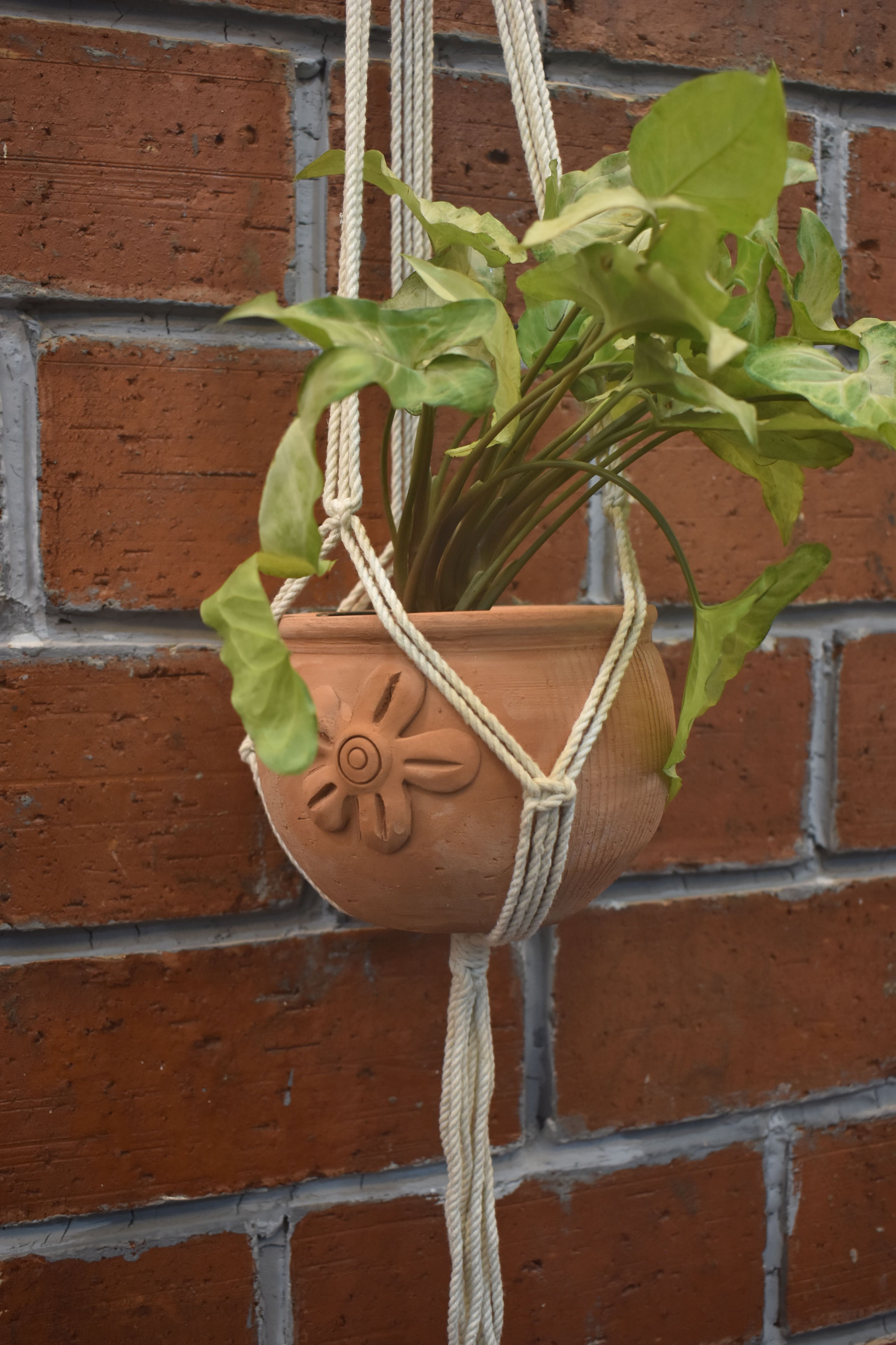 Fern- Macramé- Planter- Combo
