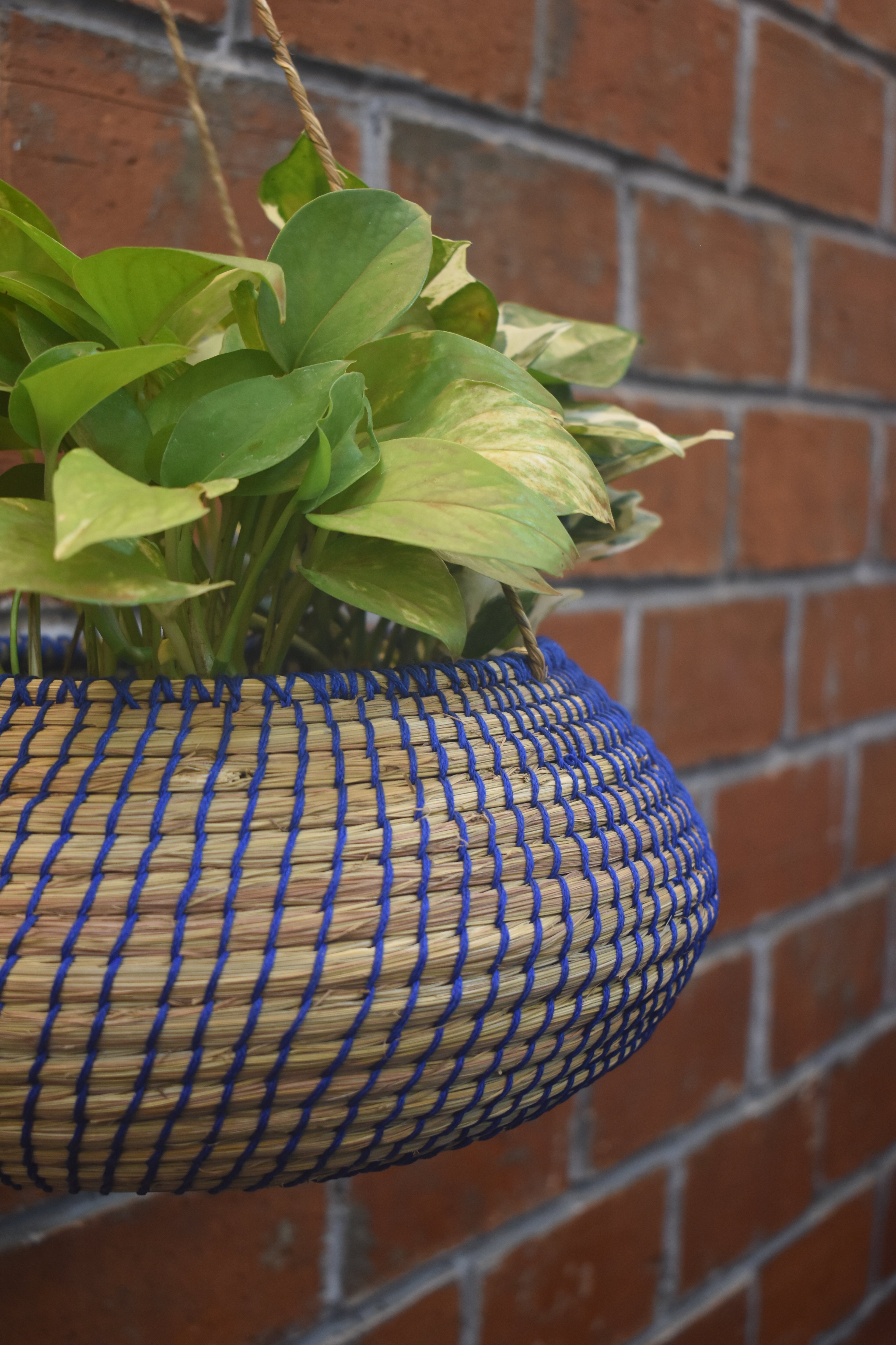 Twilight Trail Planter