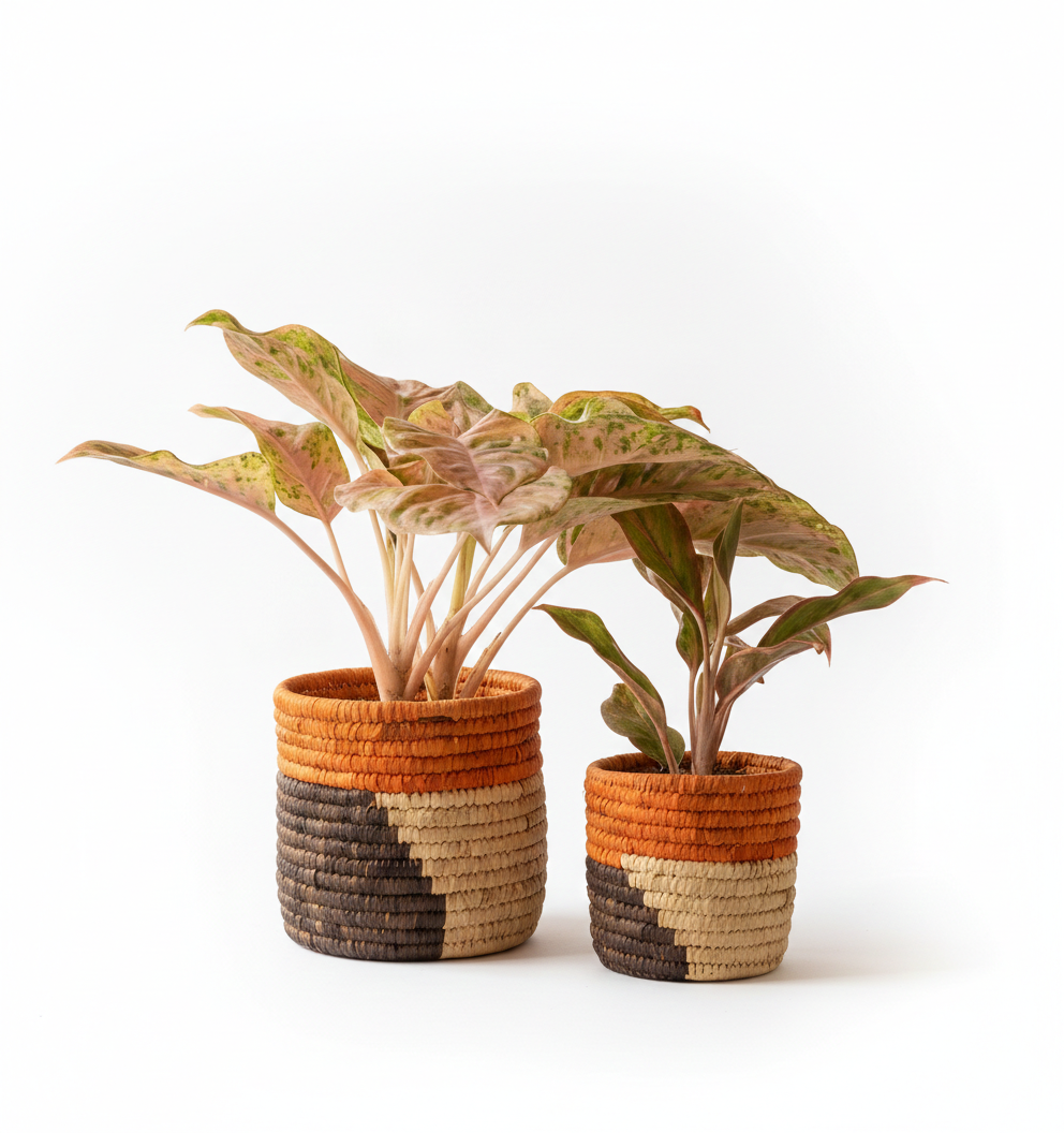 HAVEN OF HUSK (SET OF 2)