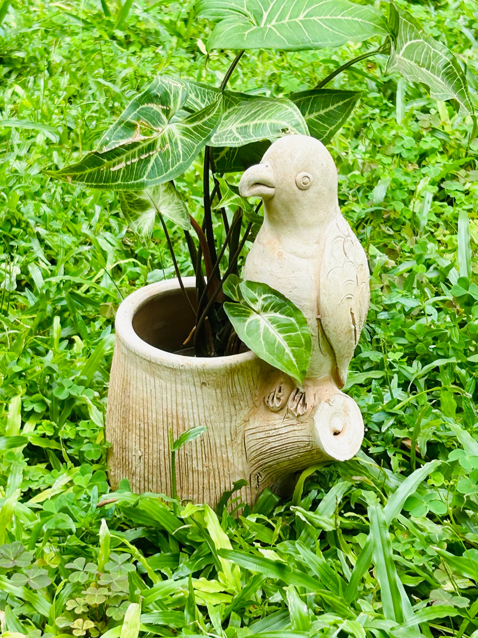 Vibrant Winged Parrot