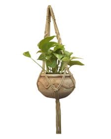 Ivy-Macramé-Planter- Combo