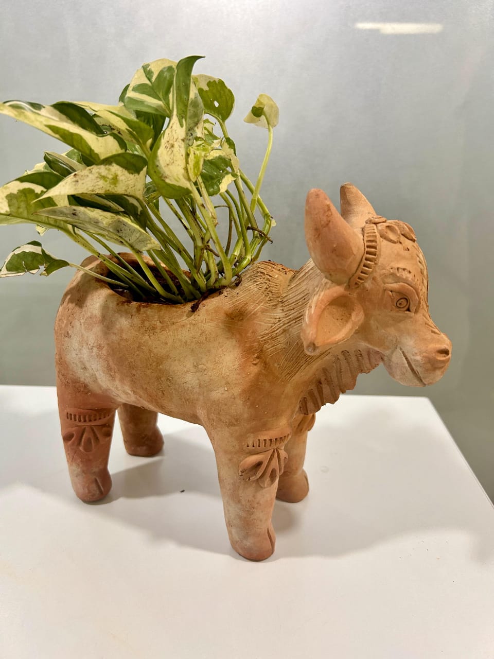 Meadow Cow