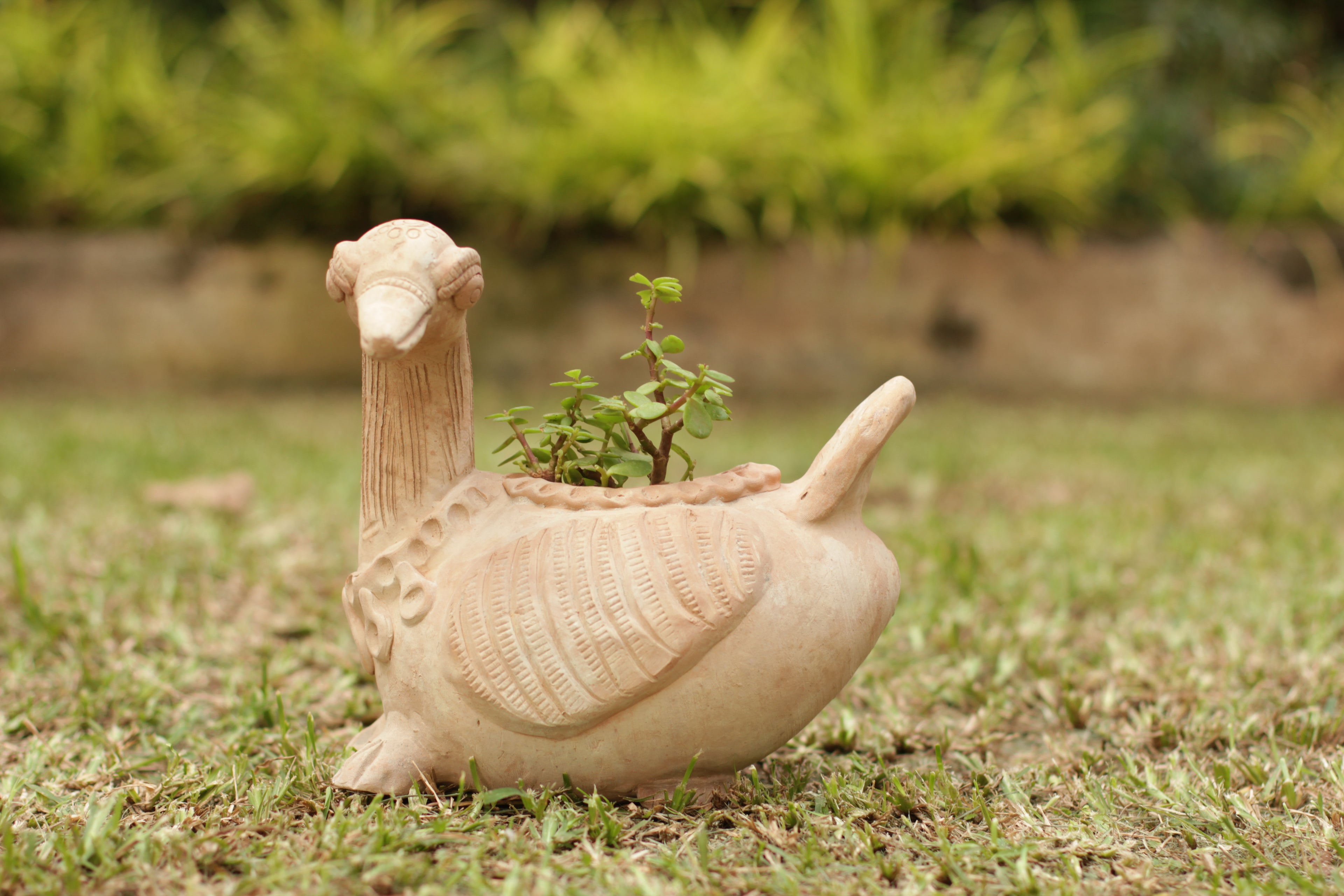 Delighted Duck