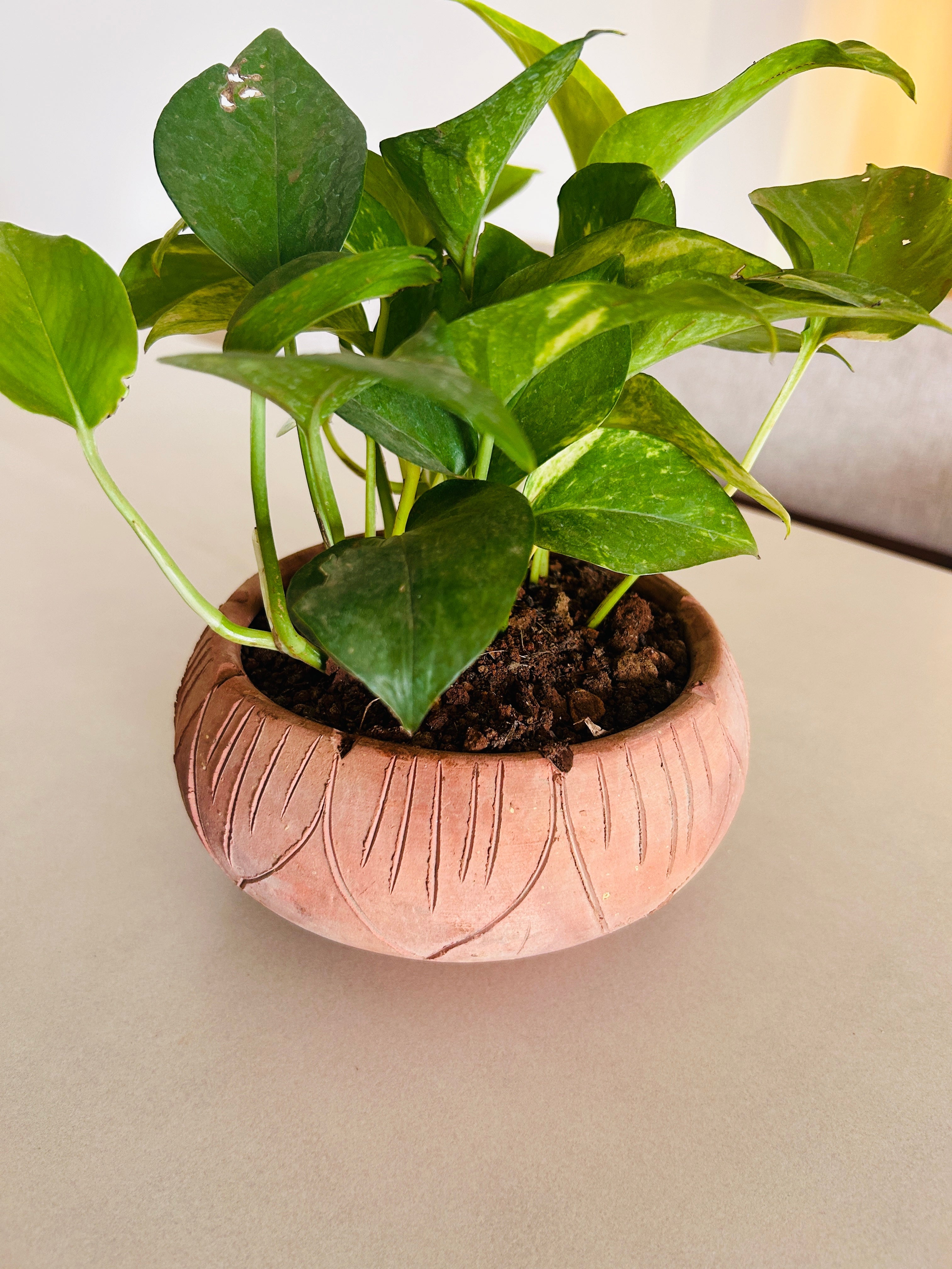 DESK PLANTERS