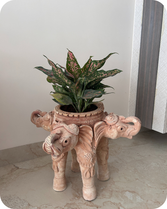 Quadra Elephant