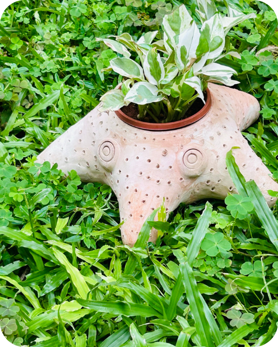 Celestial Starfish