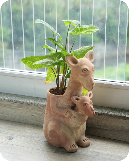 Hoppy Kangaroo