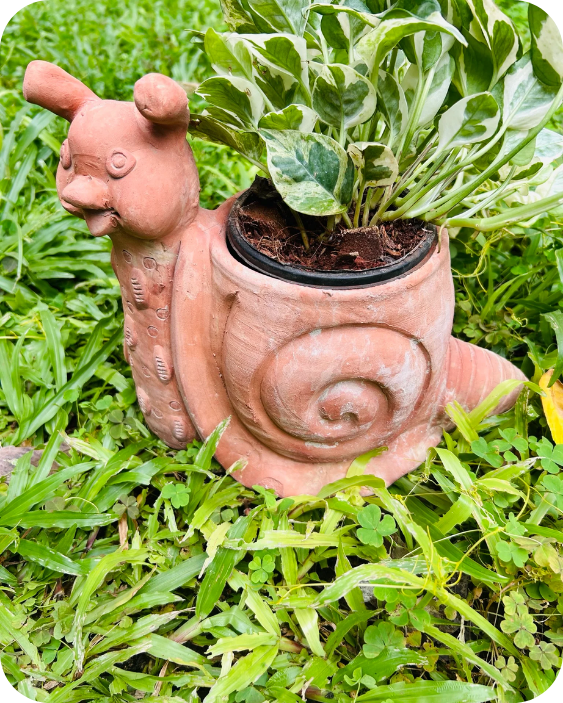 Snuggle Snail