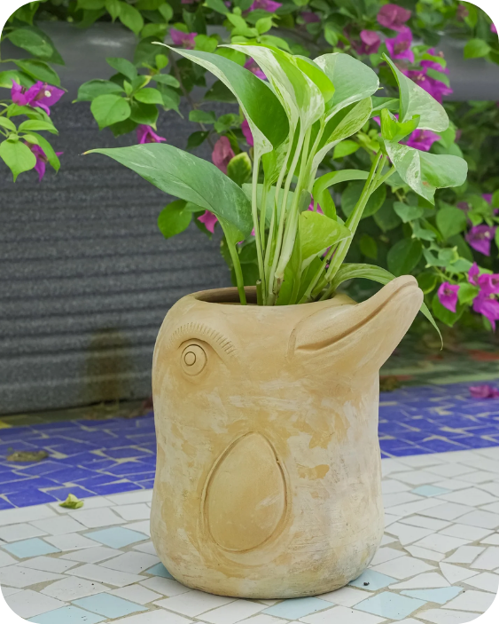 Flora-Fin Dolphin