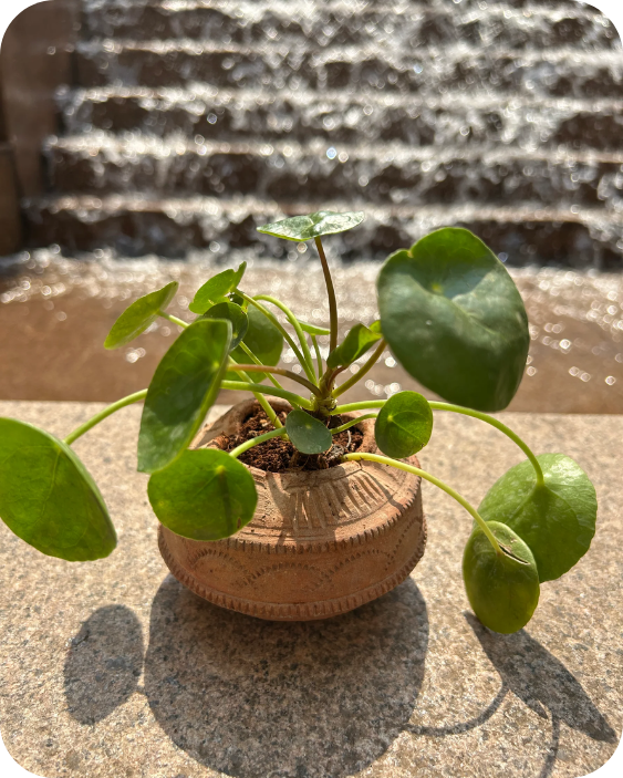 Terra Tray