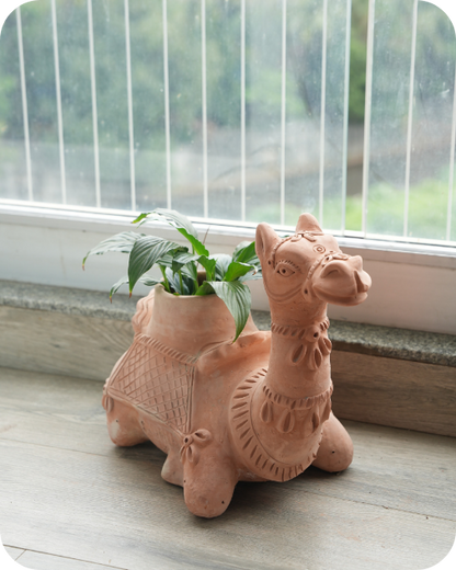 Hump Camel