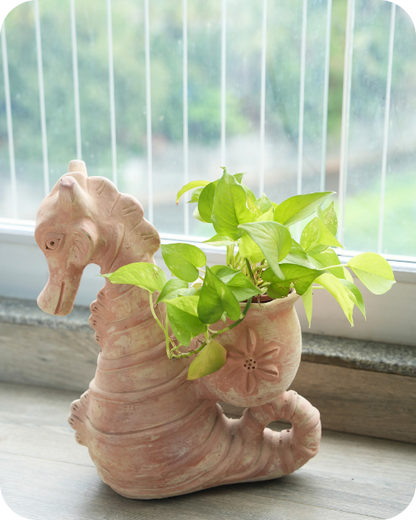 Seashell Seahorse