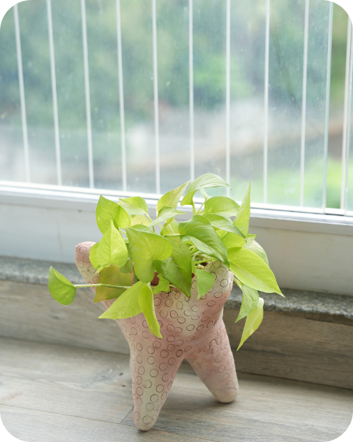 Starry Starfish