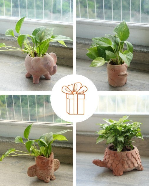 Gifting Desk Planters