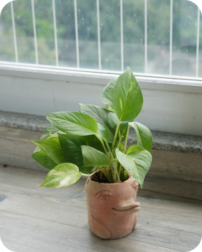 Thanksgiving Tabletop Planters
