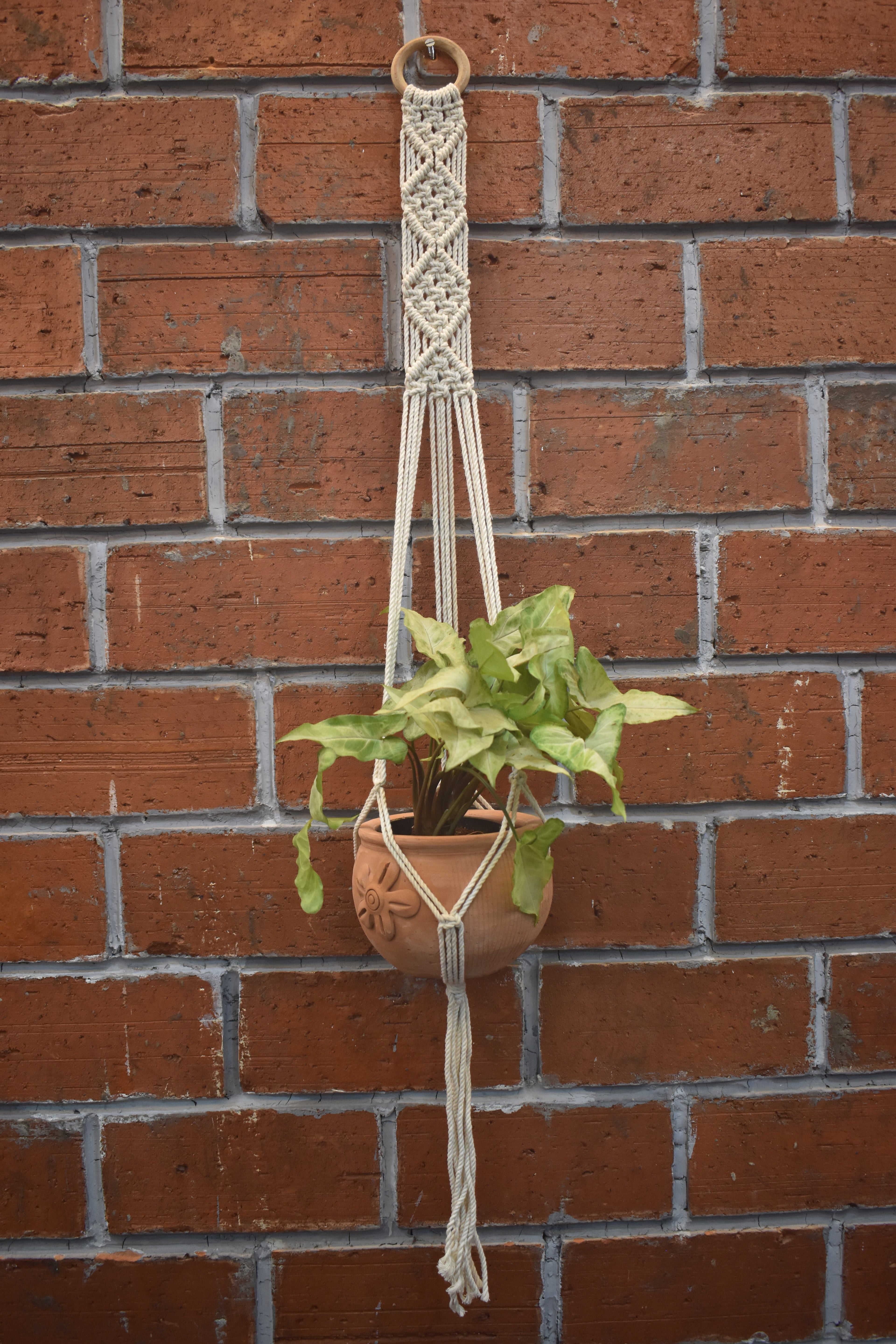 Fern- Macramé -Planter -Combo