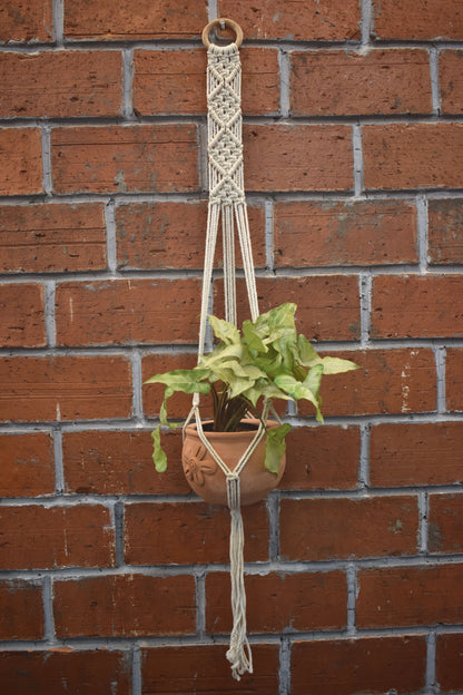 Fern- Macramé -Planter -Combo