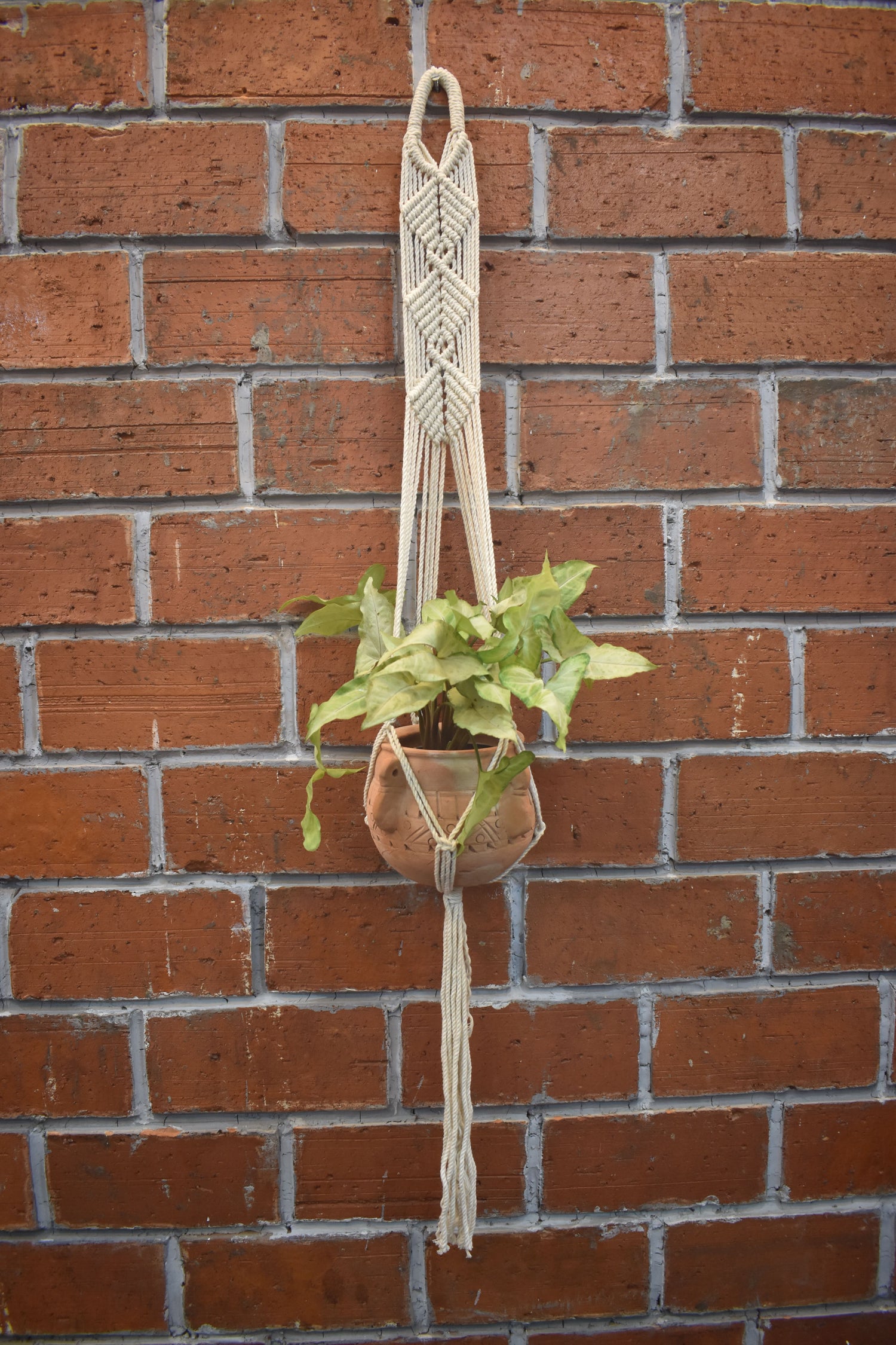 Maple-Macramé Planter- Combo
