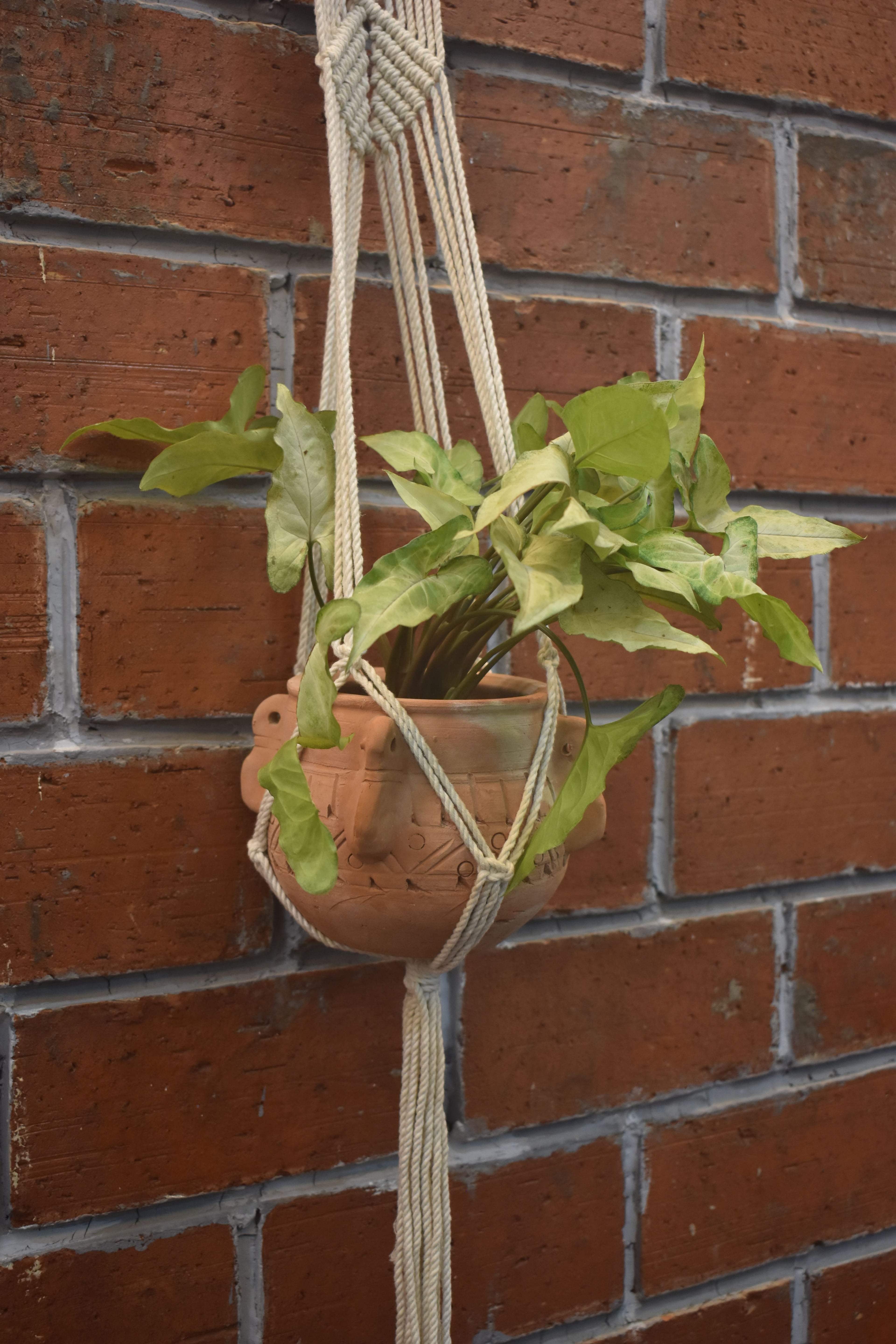 Maple-Macramé Planter- Combo