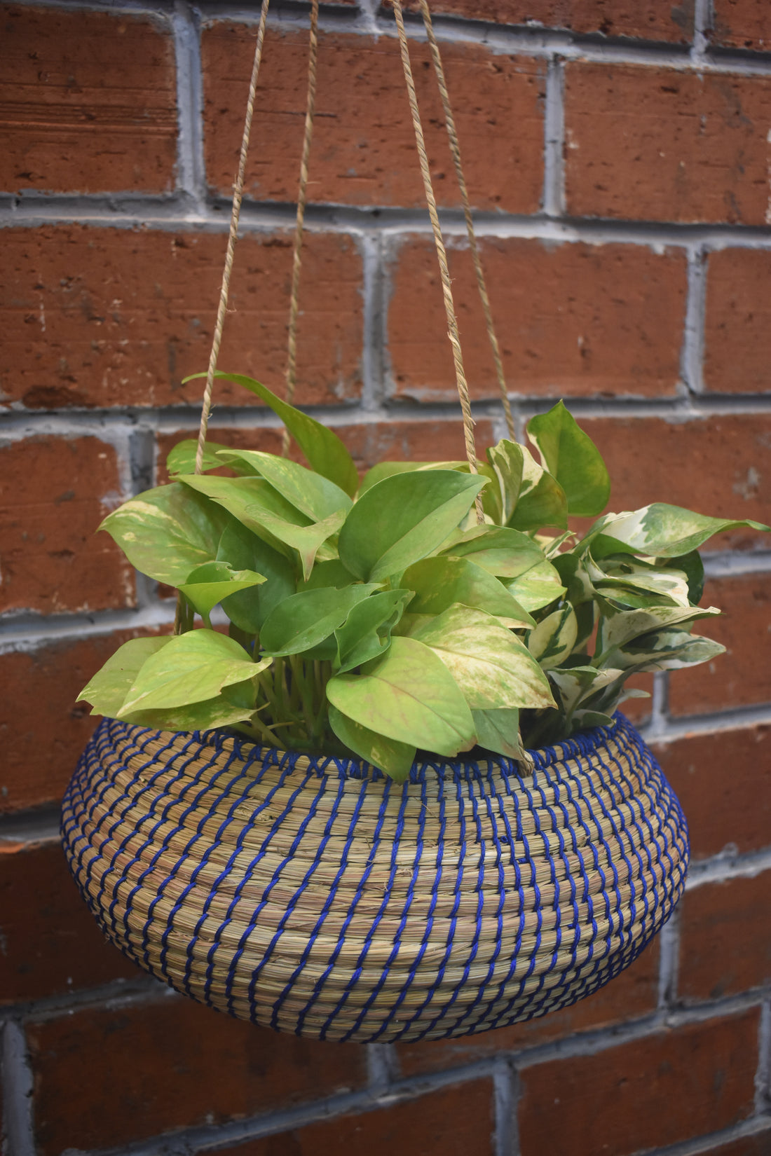 Twilight Trail Planter