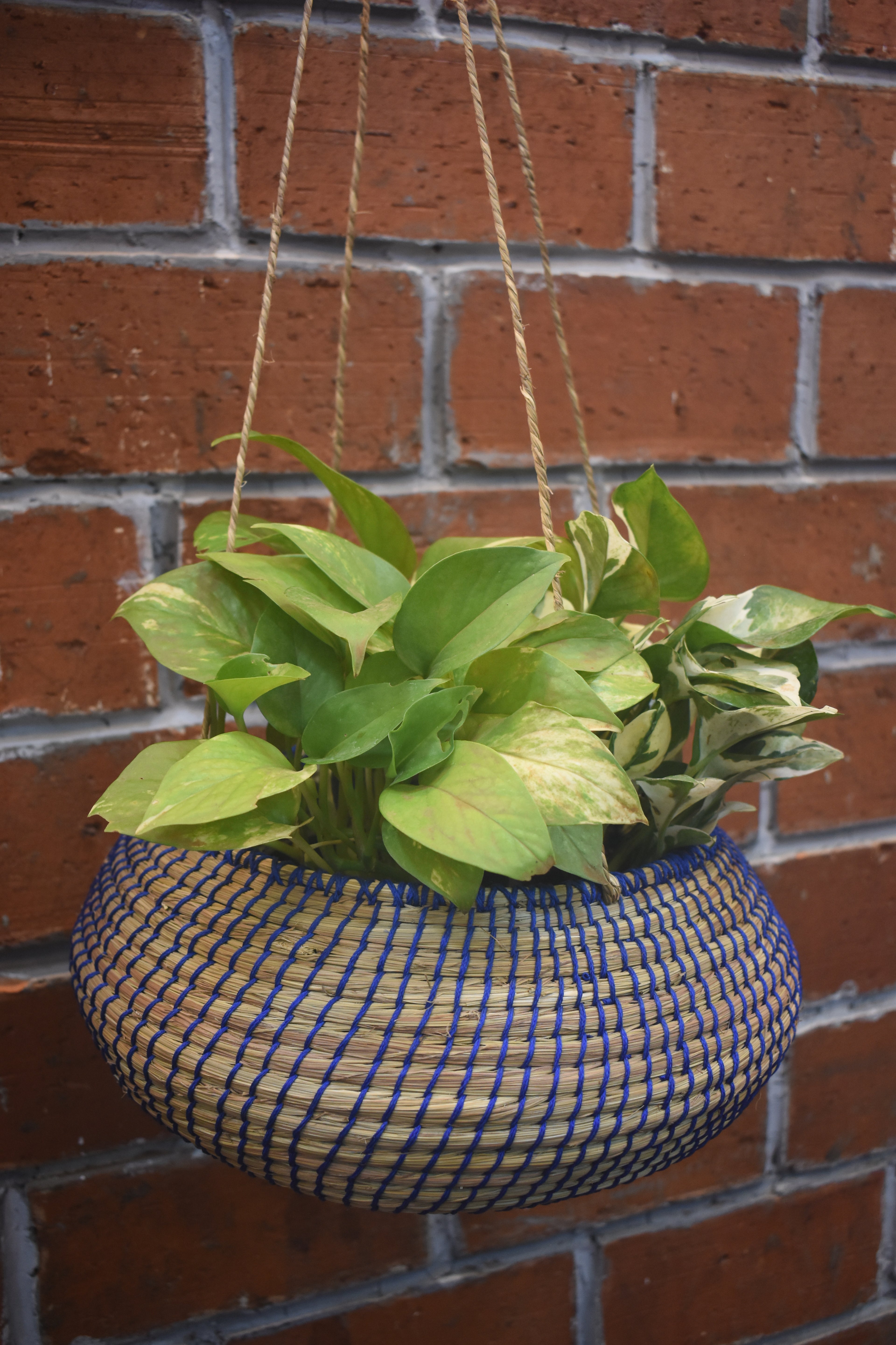 Twilight Trail Planter