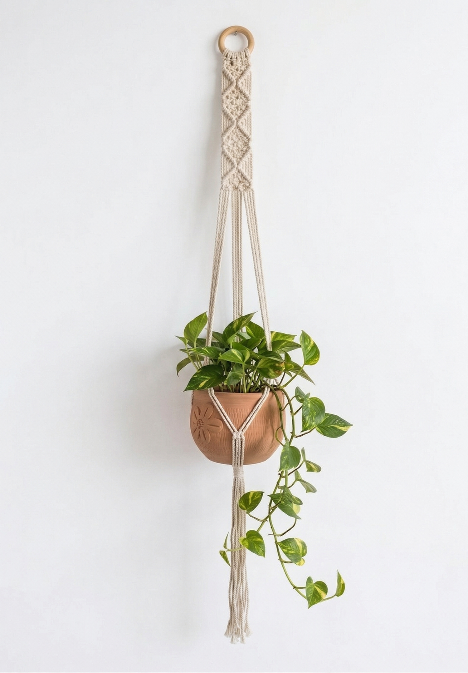 Fern- Macramé- Planter- Combo