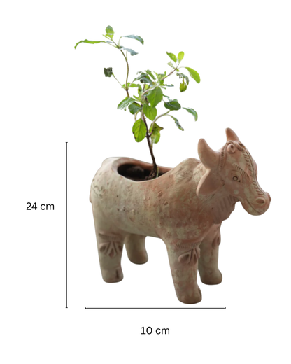 Meadow Cow
