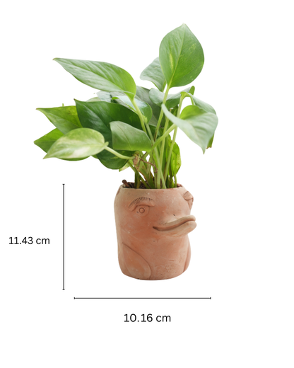 Mini Flora-Fin Dolphin