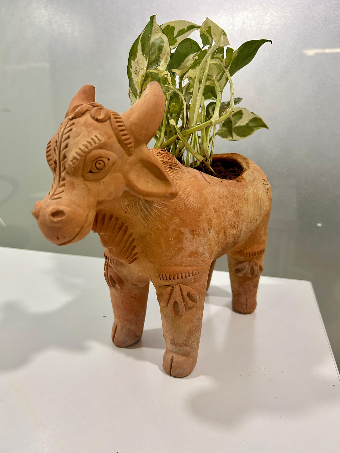 Meadow Cow